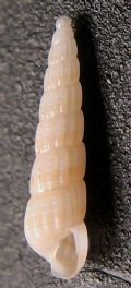 Turbonilla rufa